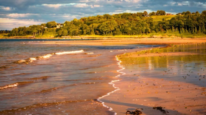 Waves washing golden sand below the wooded shore at Crawfordsburn Country Park