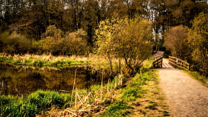 A footbridge on the lakeside path at Hillsborough Forest