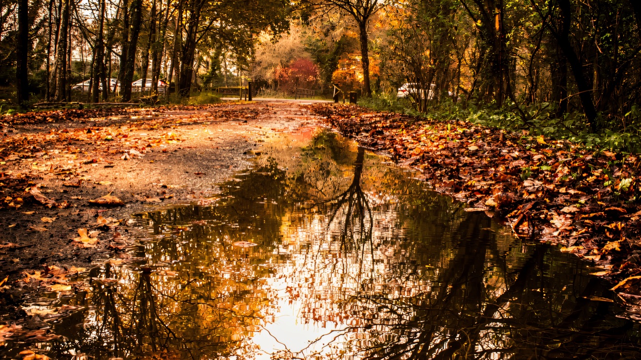 A leaf-strewn forest path mirrored in a still puddle