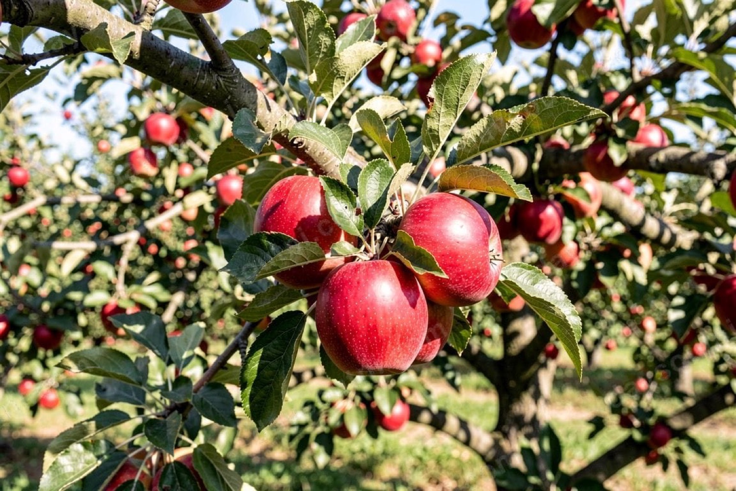 Armagh Cider Company (Ballinteggart House)