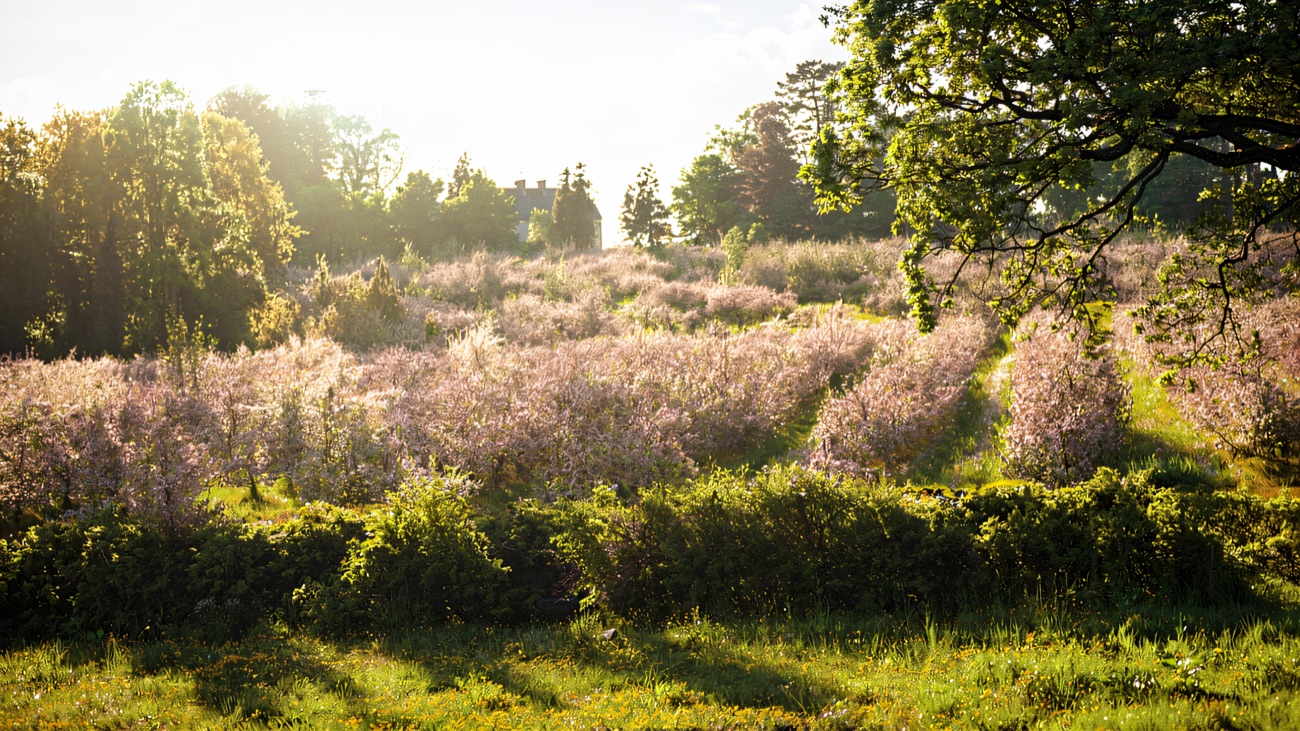 Rows of apple trees in full blossom in the orchard, with the house among the trees behind