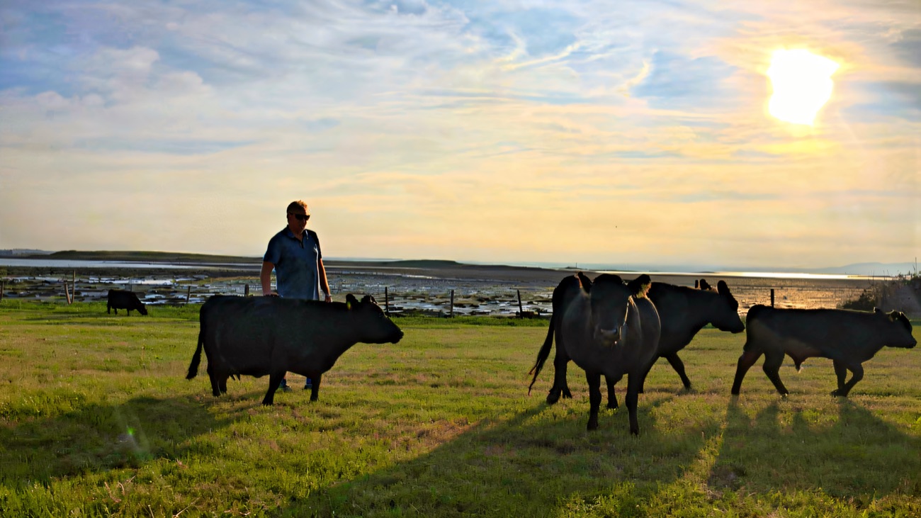 A small herd of black Dexter cattle walking across coastal pasture in golden evening light with Strangford Lough behind them