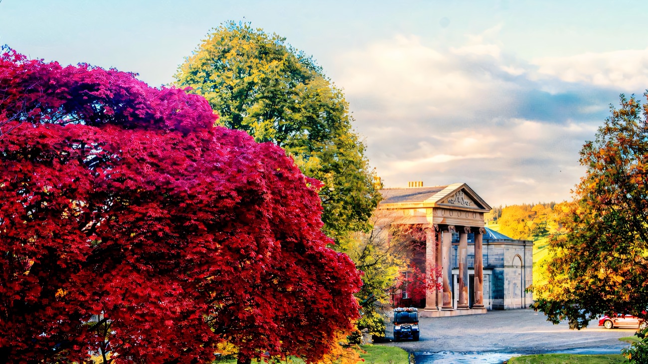 A blazing red Japanese maple in autumn beside a classical stone garden building