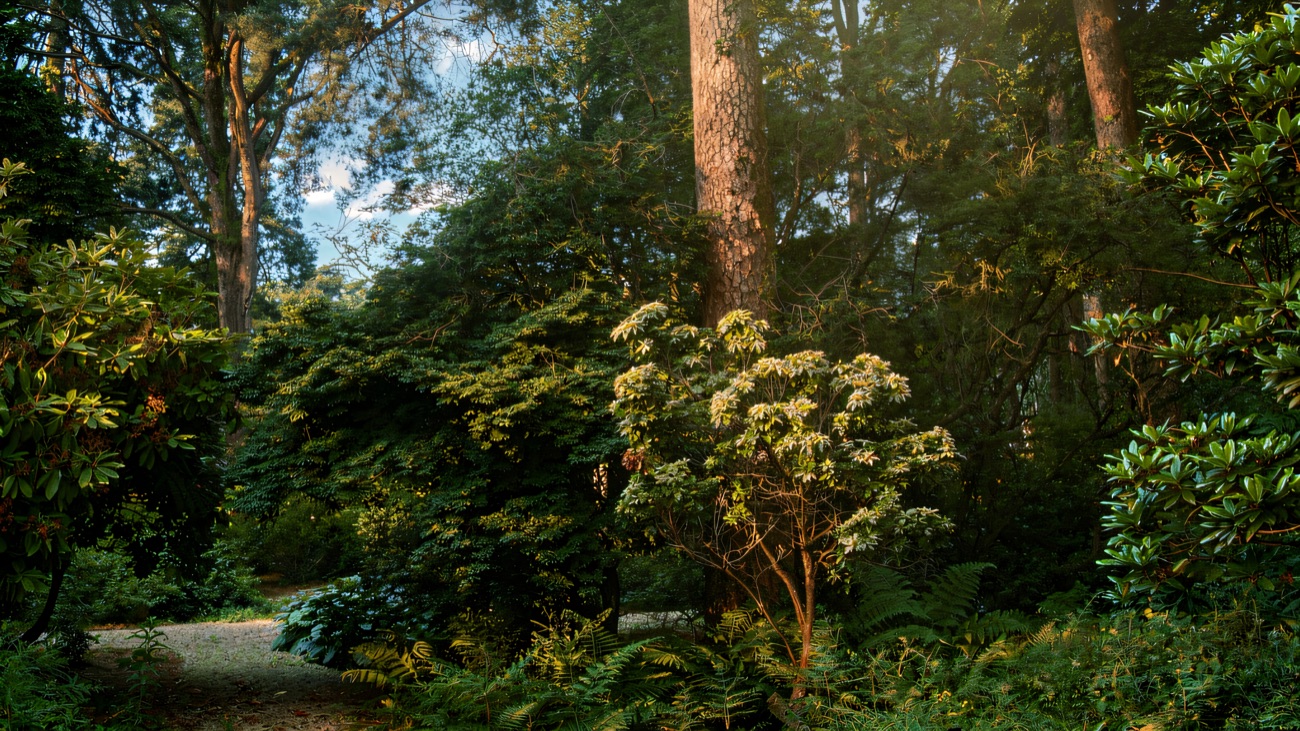 A gravel path winding through the estate arboretum, ferns and rhododendrons under tall pines