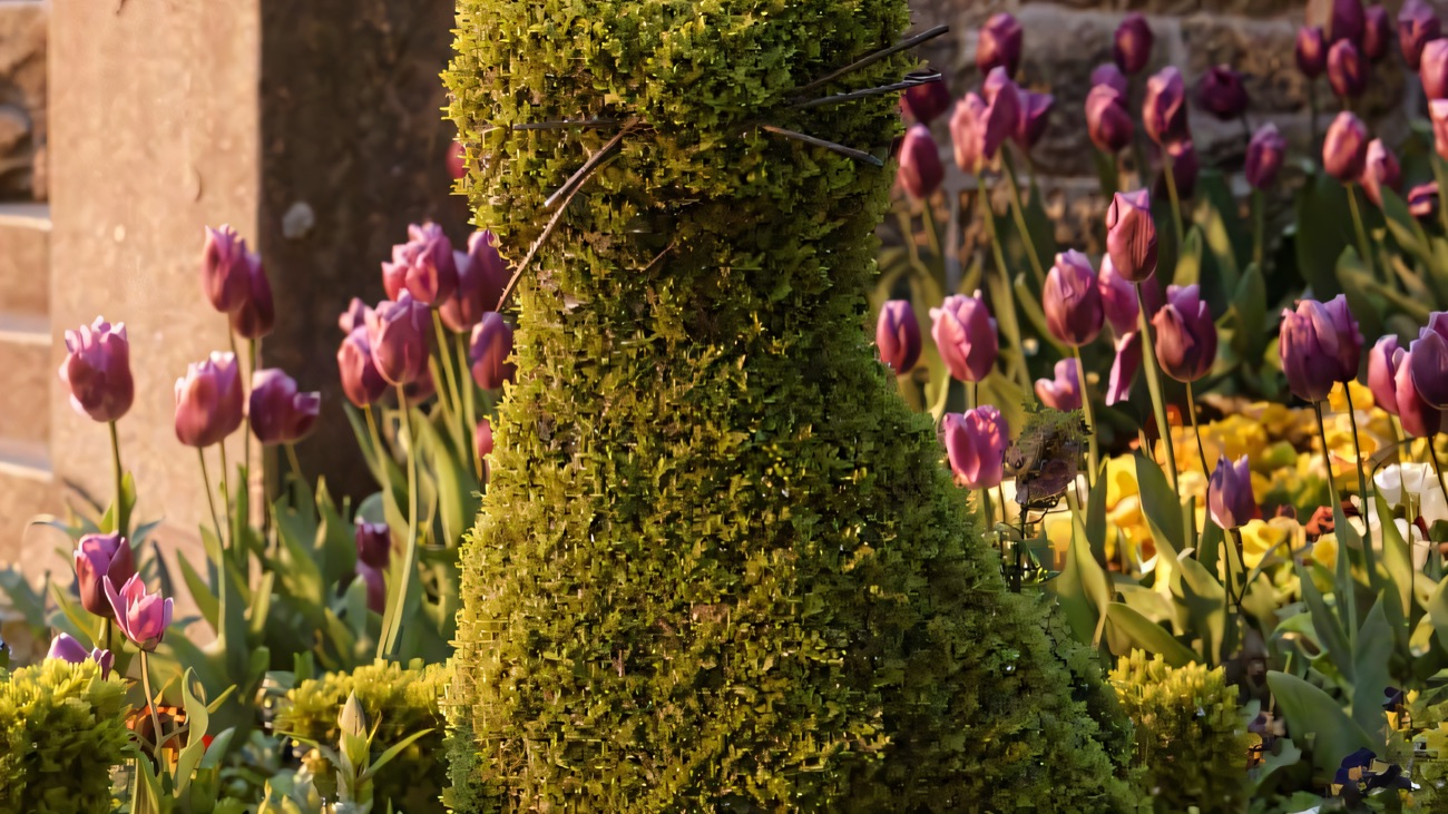 A cat-shaped topiary in the castle gardens surrounded by purple tulips
