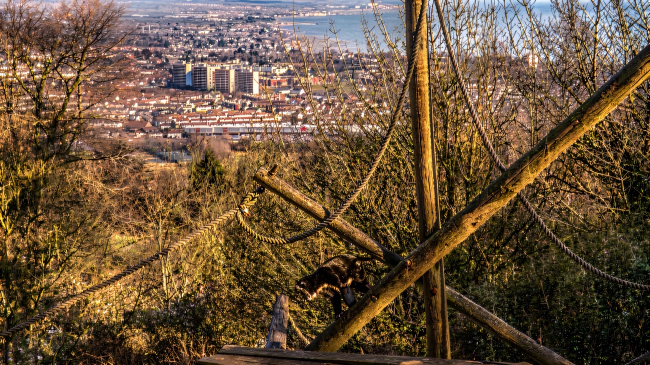 The view from Belfast Zoo's hillside paths out over the city and Belfast Lough