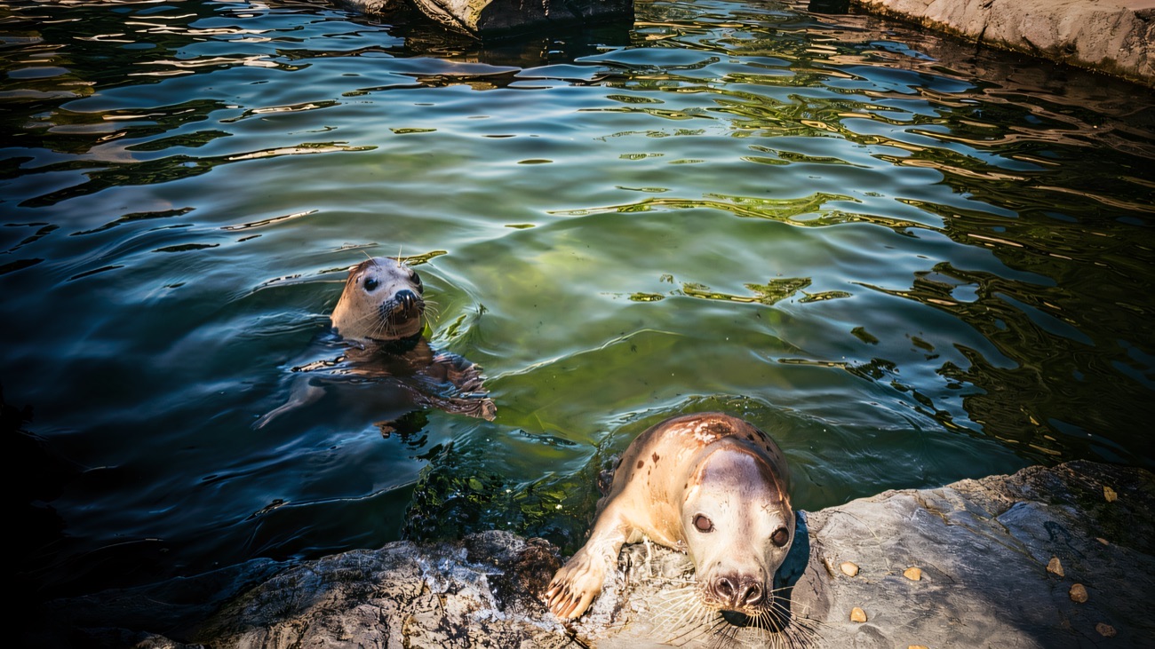 Two rescued seals in the outdoor pools at Exploris Aquarium, one hauled out on the rocks