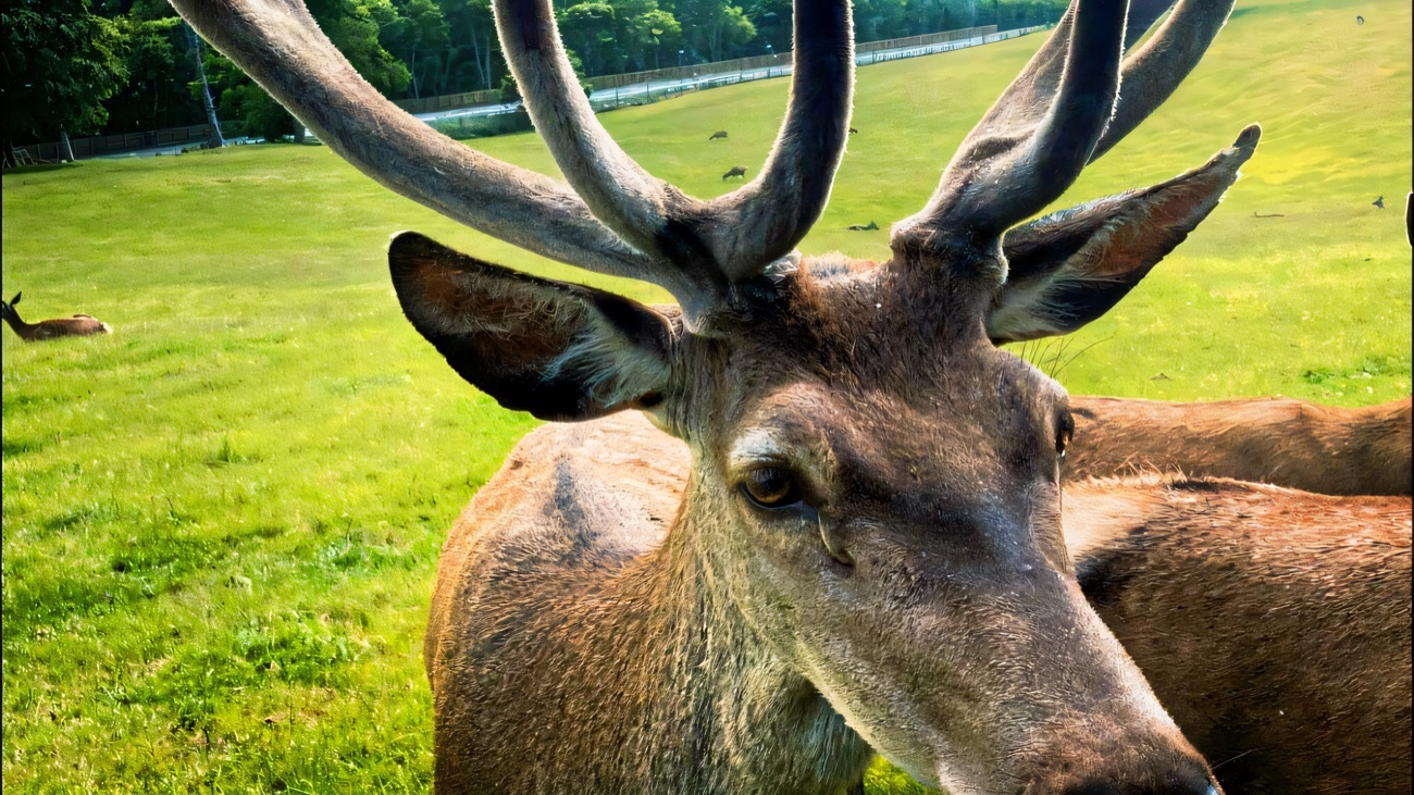 A red deer stag with velvet antlers up close in the fields at Mount Panther Farm Park