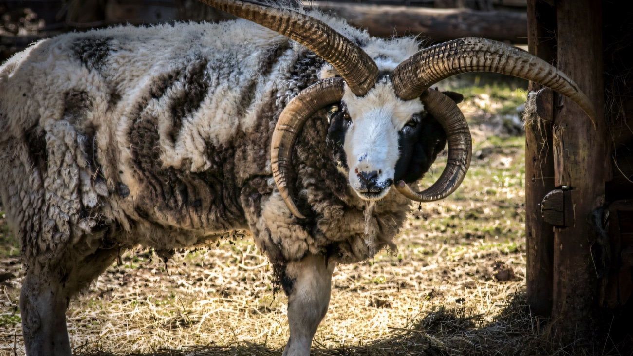 A rare-breed sheep with four curling horns at Tannaghmore Rare Breeds Farm