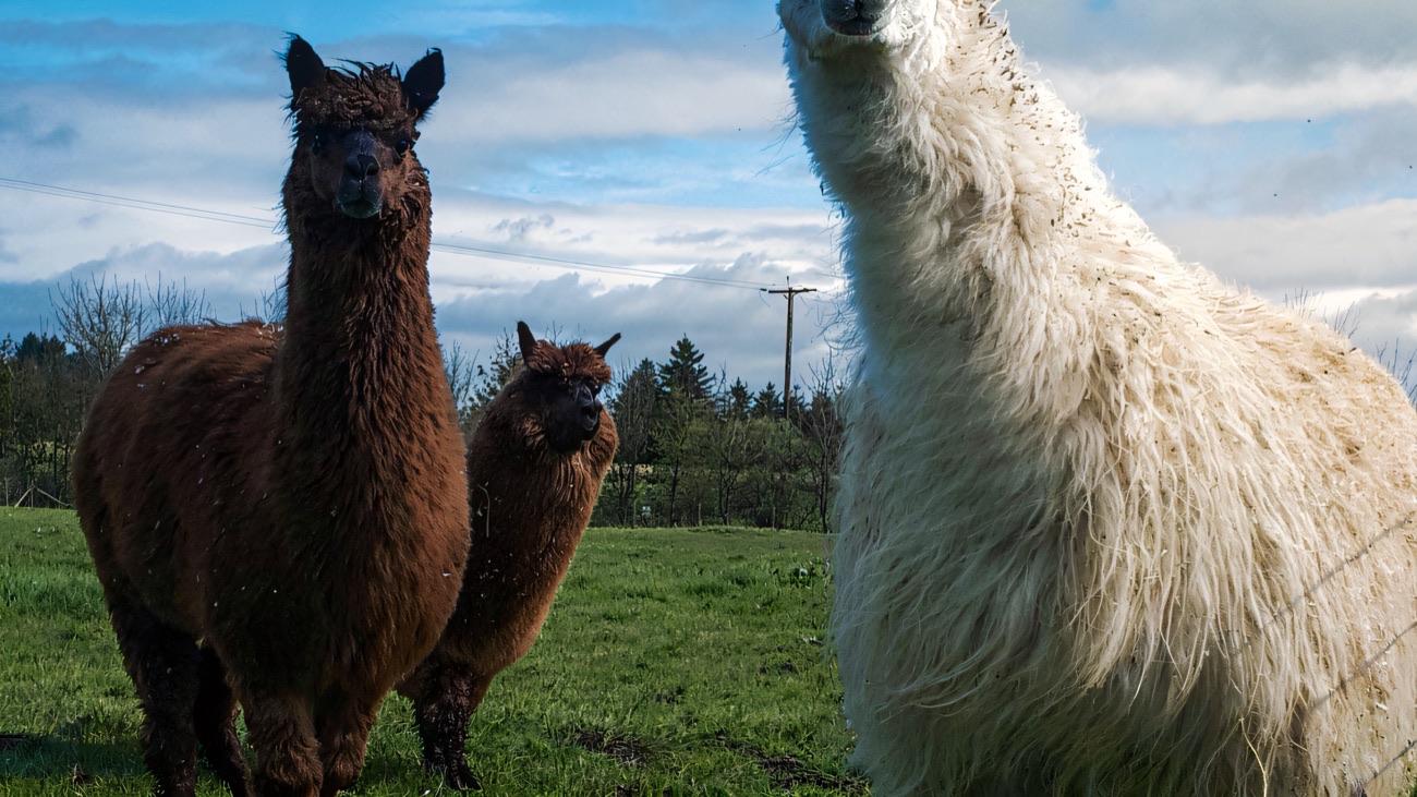 Free-roaming alpacas and a llama in the green fields at Rosepark Farm, Ballymoney