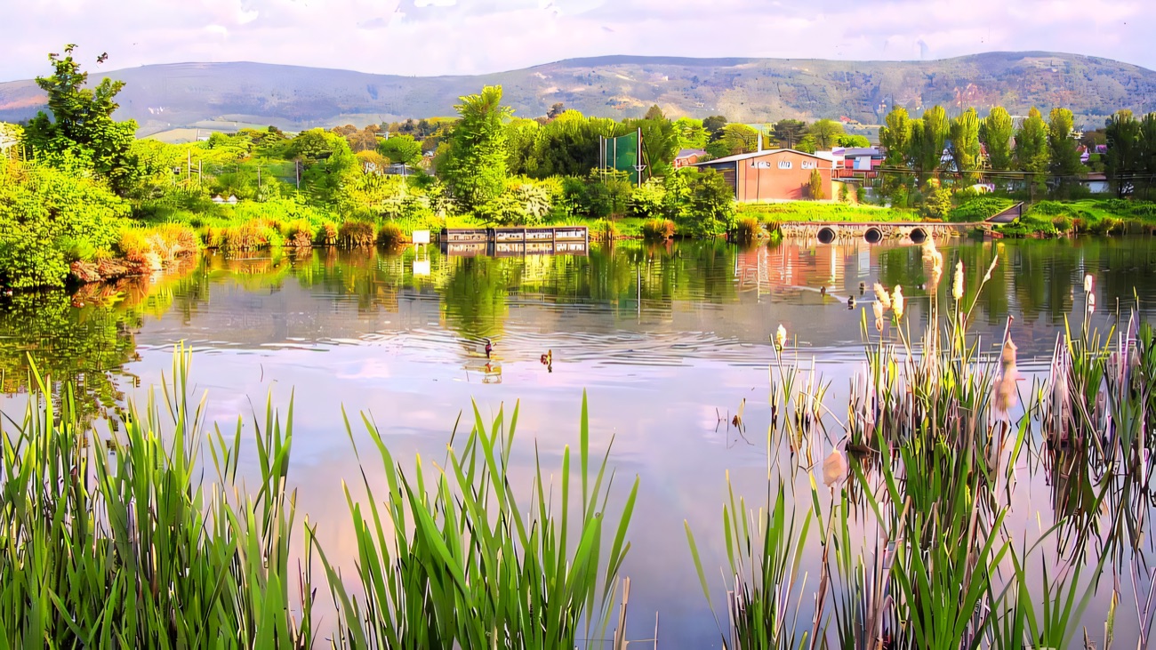 Reeds and open water in high summer, ducks dotting the pond below the Black Mountain