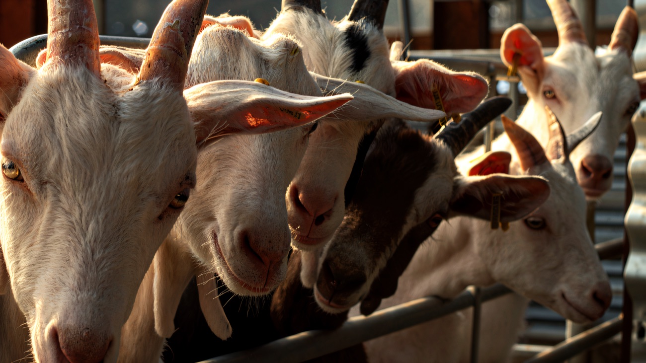 A row of curious white goats looking over the pen rail on the farm