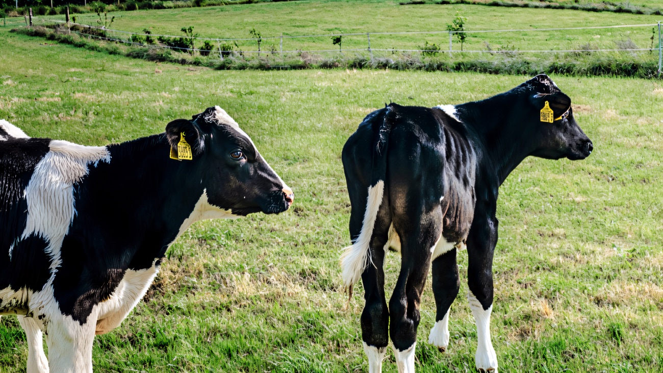 Two black-and-white calves grazing in a green field on the rolling hills above the coast