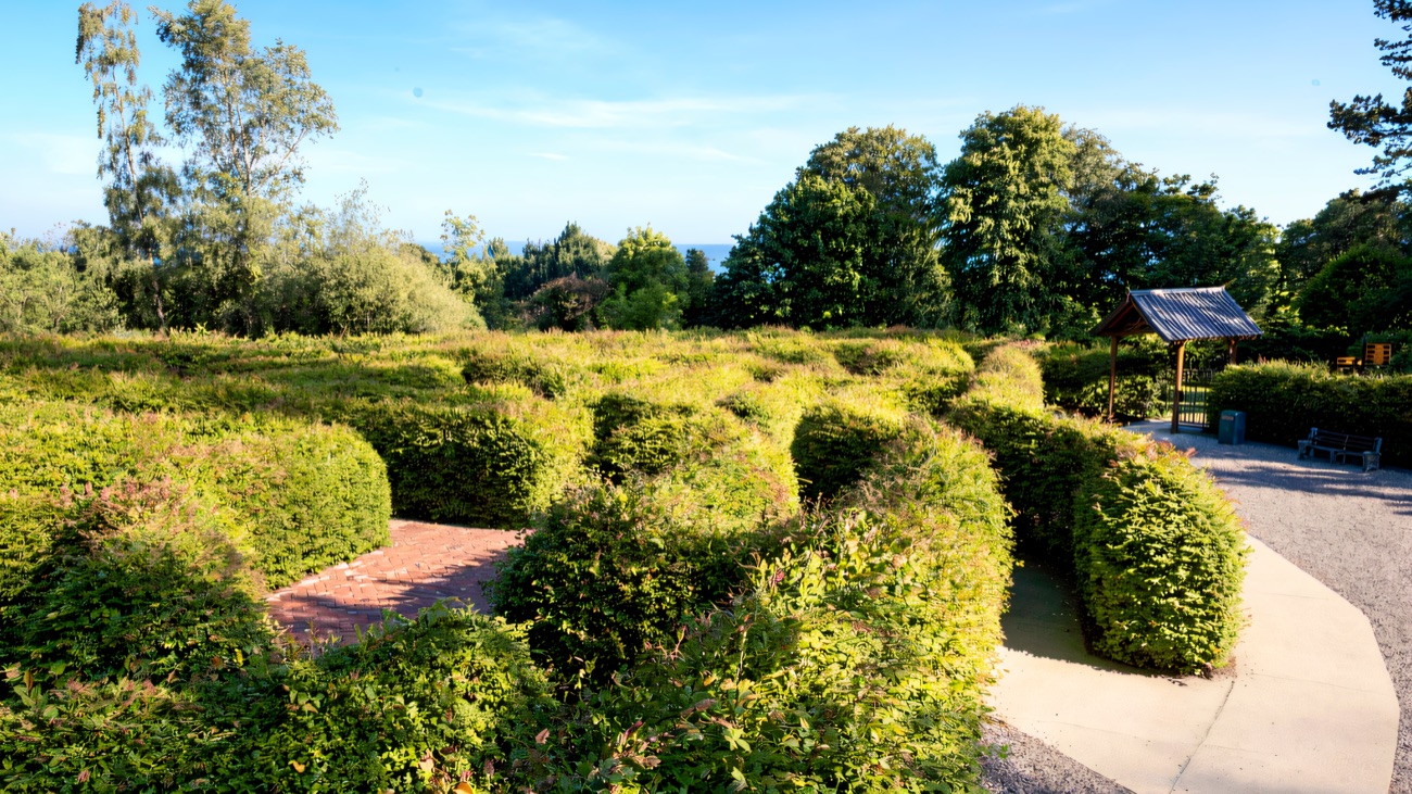 The clipped green hedge maze at Carnfunnock, its curving paths and gravel walkway leading in, with the sea beyond the trees