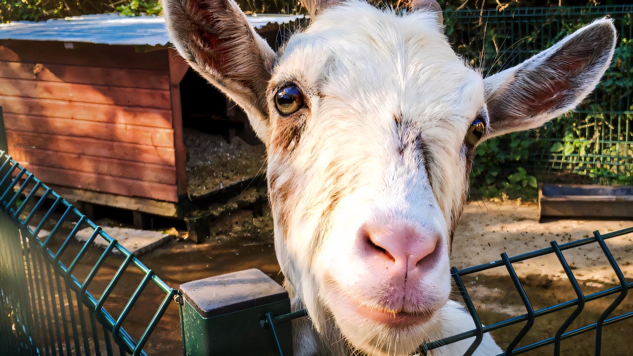 A friendly white and tan goat leaning over the green fence to say hello, with a wooden animal house behind