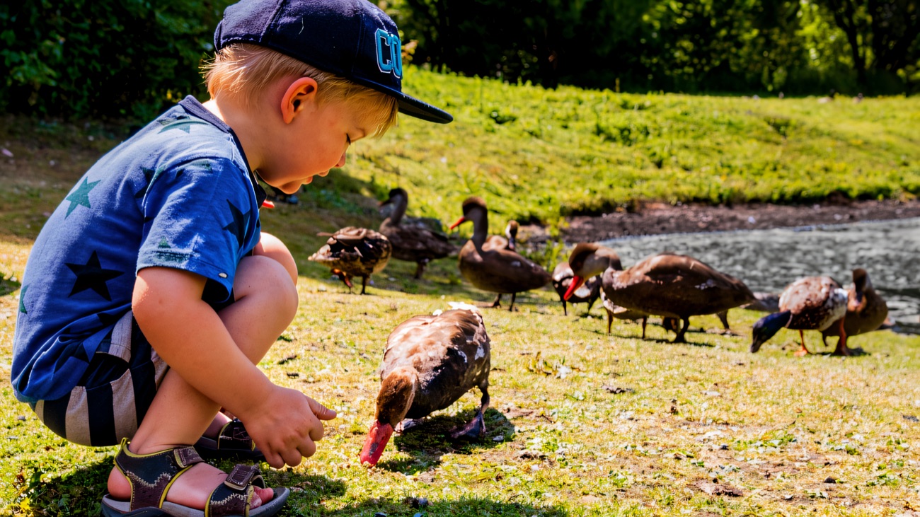 A young child crouching on the grass hand-feeding a duck, with a group of ducks and geese nearby