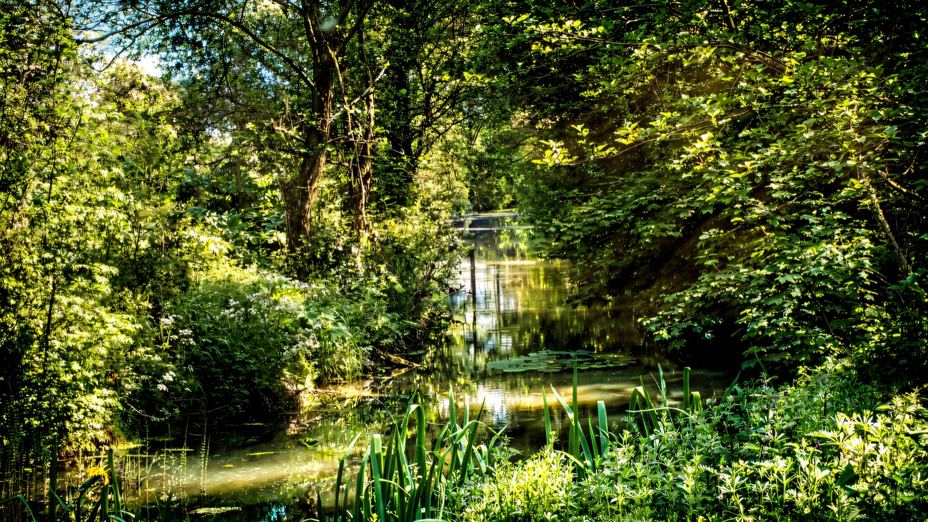 The old canal running quiet and green beneath the trees