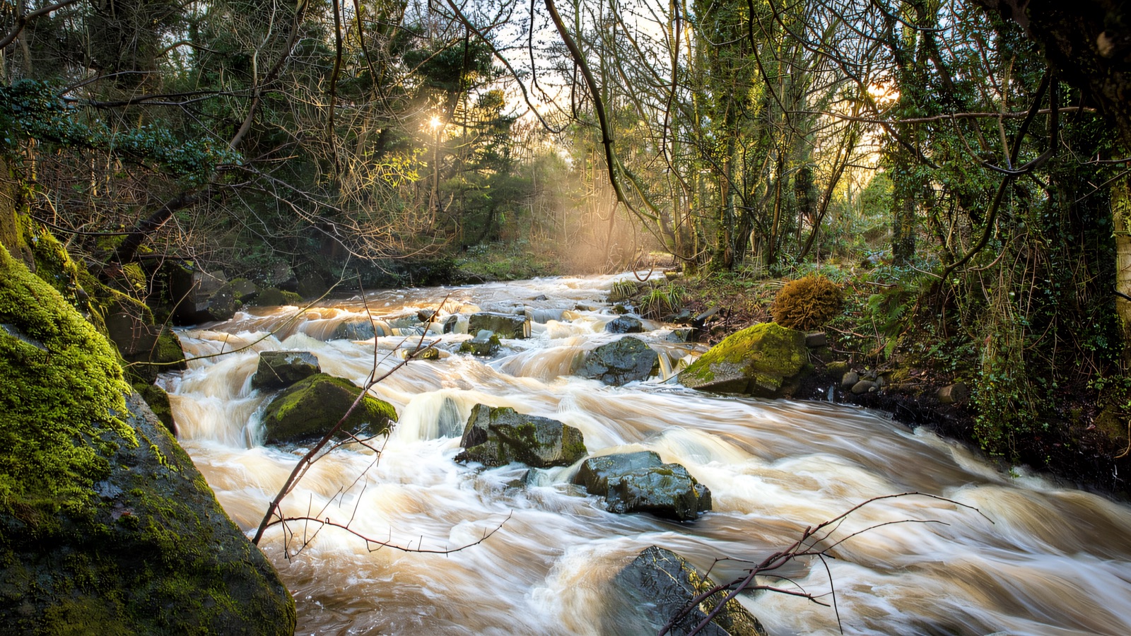 The Colin River rushing white over rocks through green woodland at Colin Glen