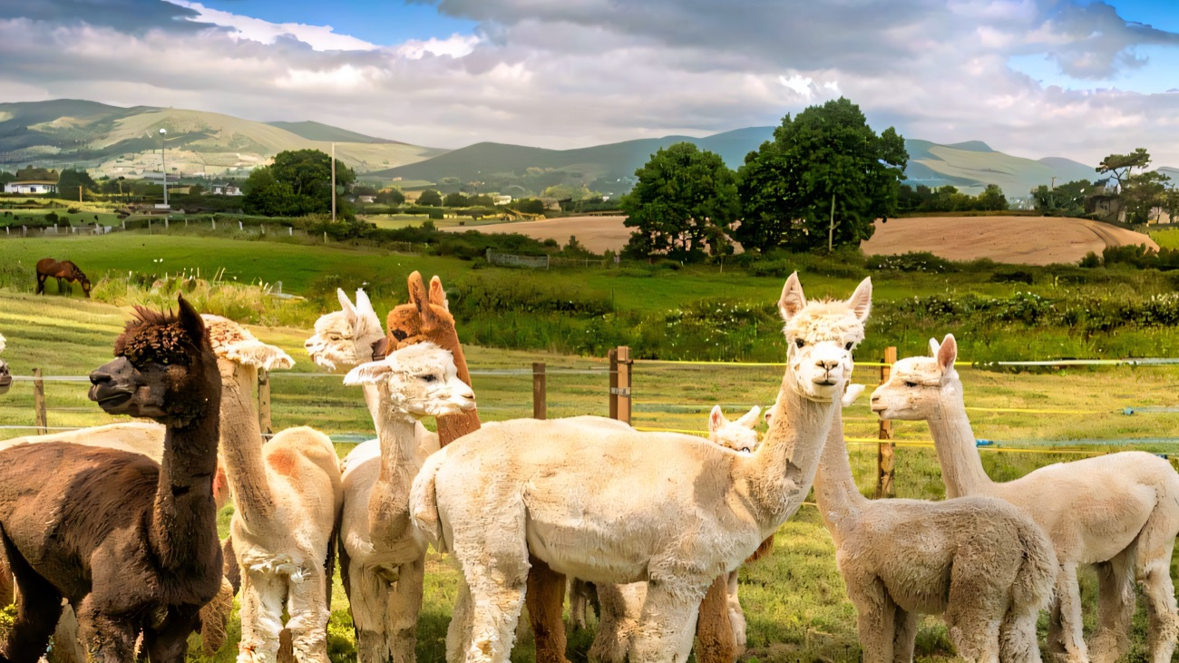 The Cranfield Alpacas herd standing together in a green paddock with Carlingford Lough and the Mourne foothills behind