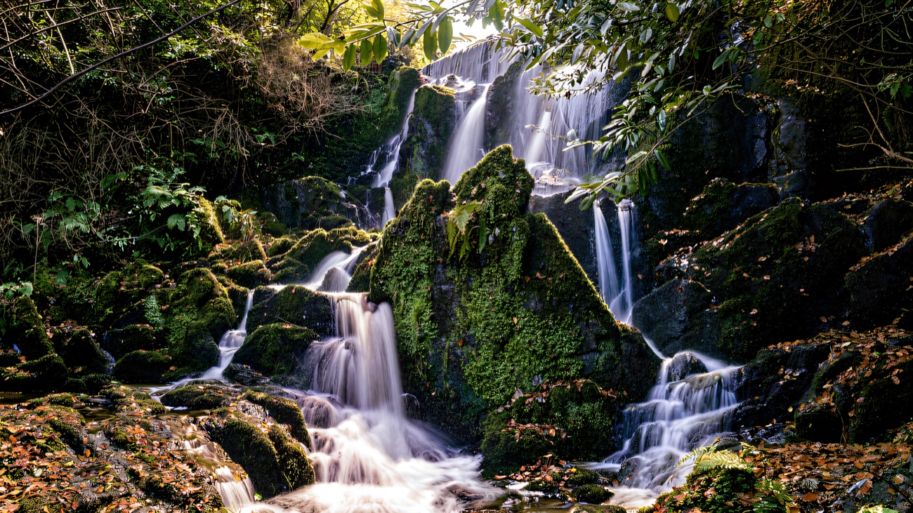 The waterfall in the wooded glen at Crawfordsburn, white water tumbling over mossy rocks among autumn leaves