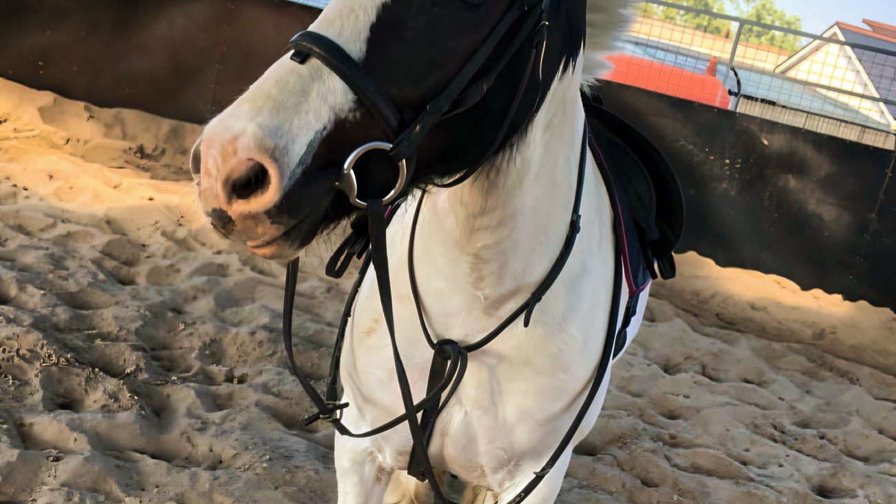 A black-and-white cob tacked up and standing in the sand of the covered riding arena