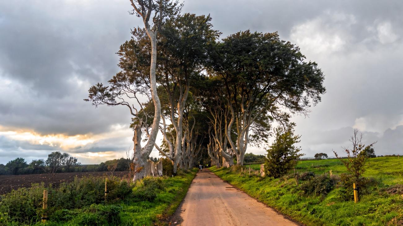 The Dark Hedges avenue seen from the field side under a moody grey sky