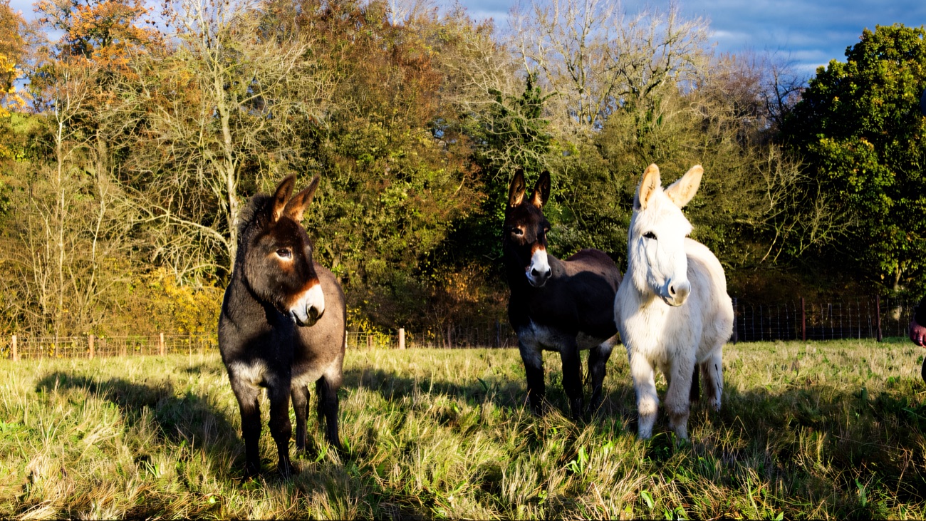 Three rescue donkeys standing together in an autumn field with bare trees behind