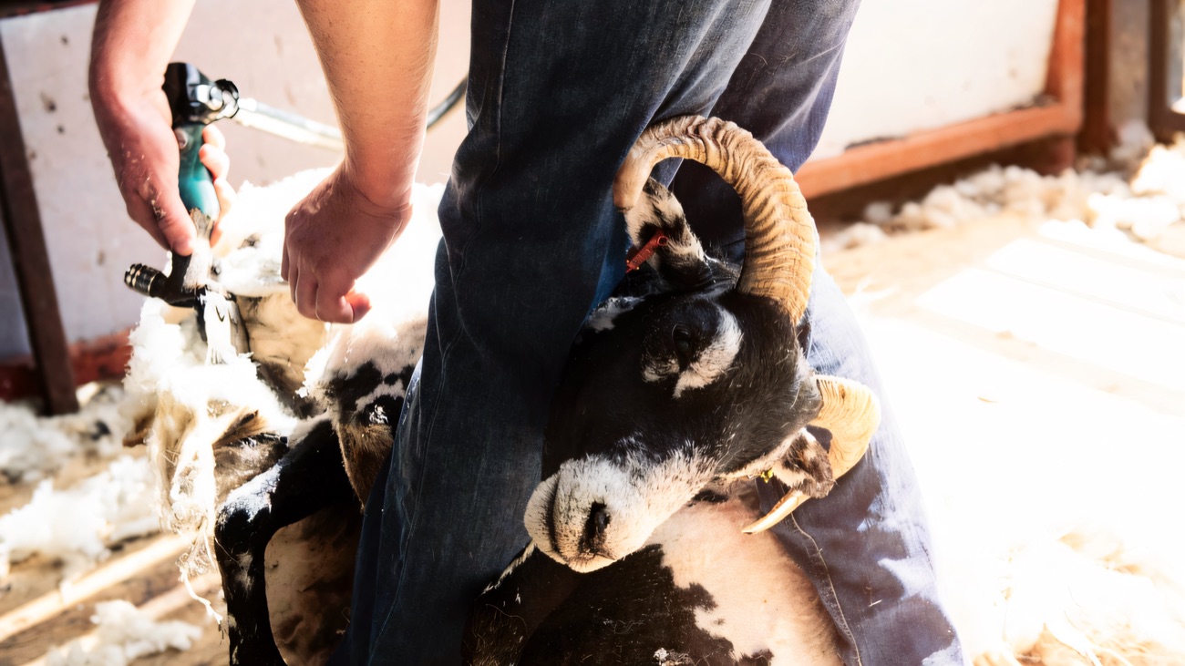 A shearer clipping the fleece from a horned hill sheep, wool gathering on the shed floor
