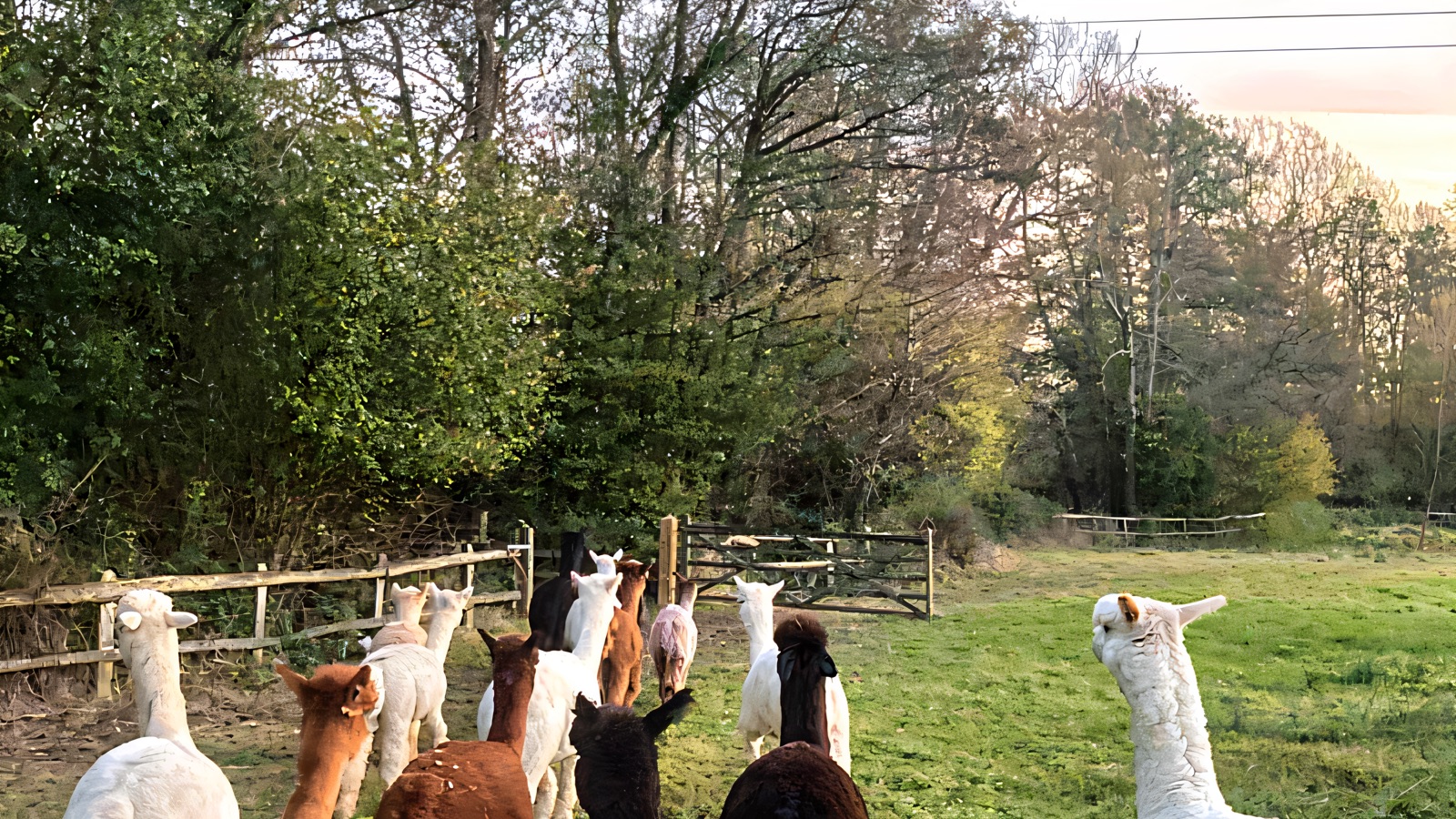 An alpaca herd of white, fawn and brown animals moving across a green field toward the treeline at dusk