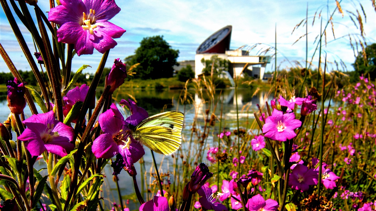 A butterfly resting on pink willowherb, the ECOS Centre and lake behind