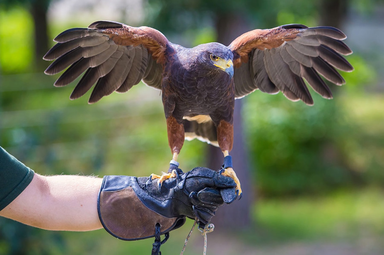 A Harris hawk coming in to land on a gloved hand with wings fully open