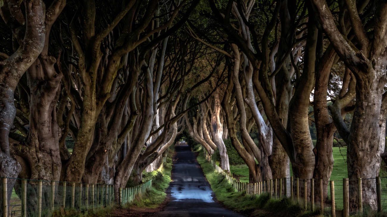 The interlocking beech trees of the Dark Hedges arching over the quiet road