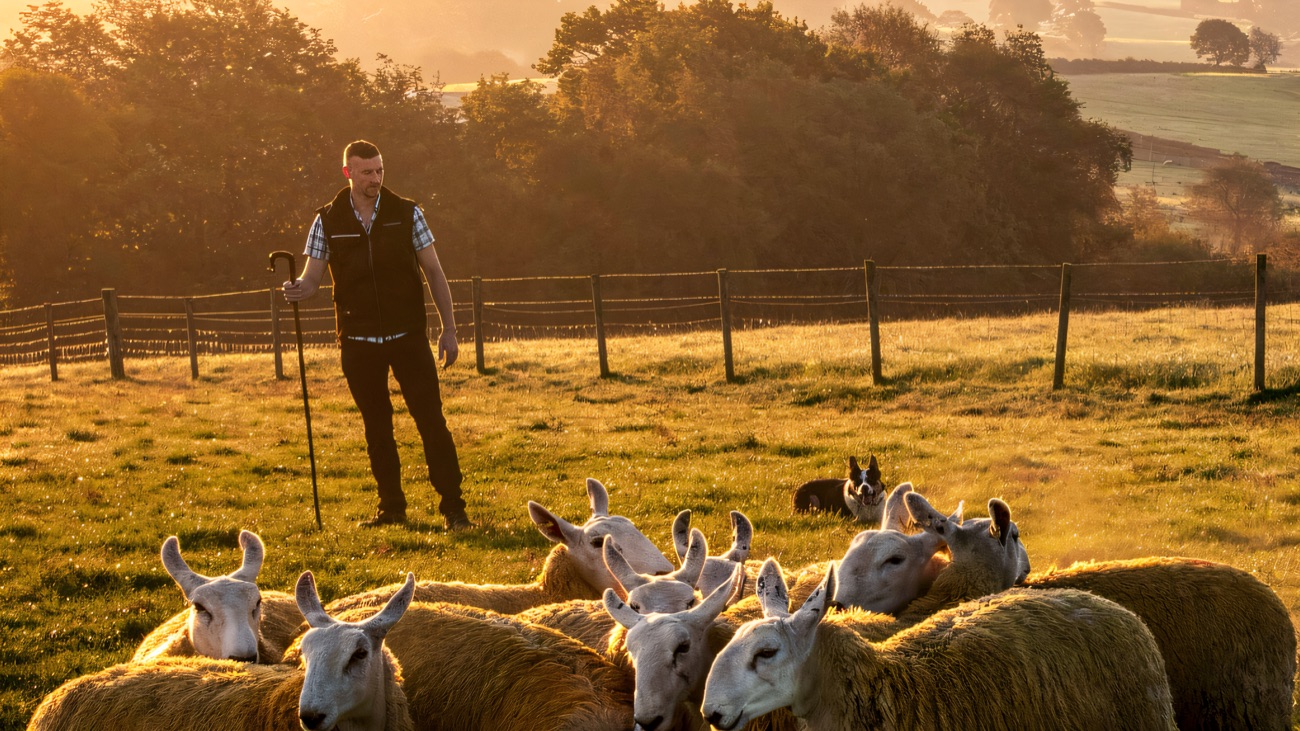 Golden early light over the shepherd, a border collie and a flock of horned sheep on the Sperrin hillside