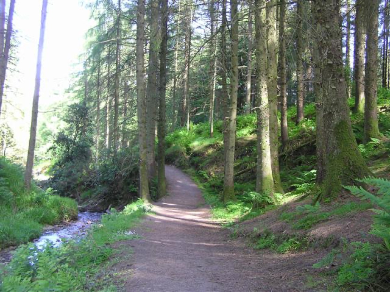 A sunlit path climbs through tall conifers with a burn running alongside it.