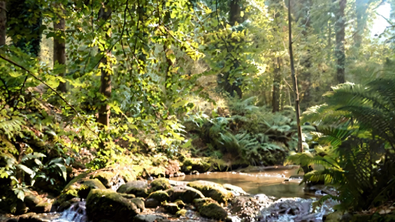 A mossy woodland stream tumbling over rocks between tall trees and ferns on a shaded forest trail at Gosford