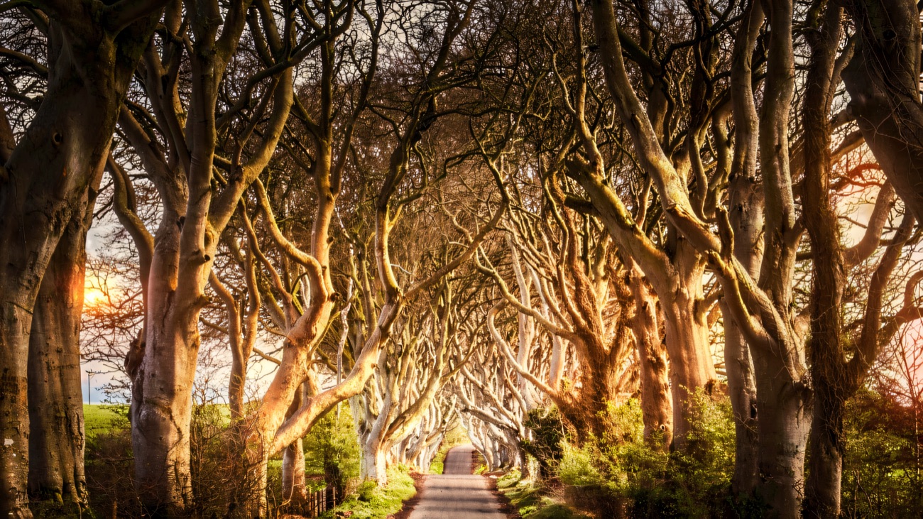 The Dark Hedges — the tunnel of tangled beech trees over the lane at Stranocum