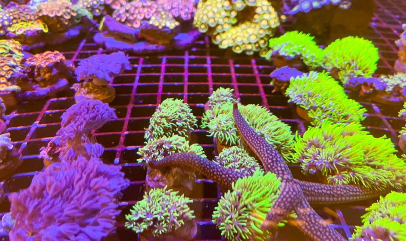A vivid marine tank of living corals and anemones with a starfish, glowing under blue and purple light