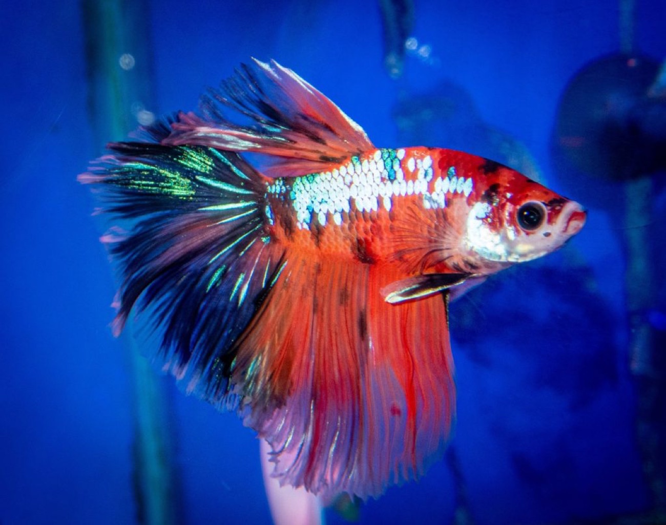 A stunning red-and-blue betta, or Siamese fighting fish, with long flowing fins