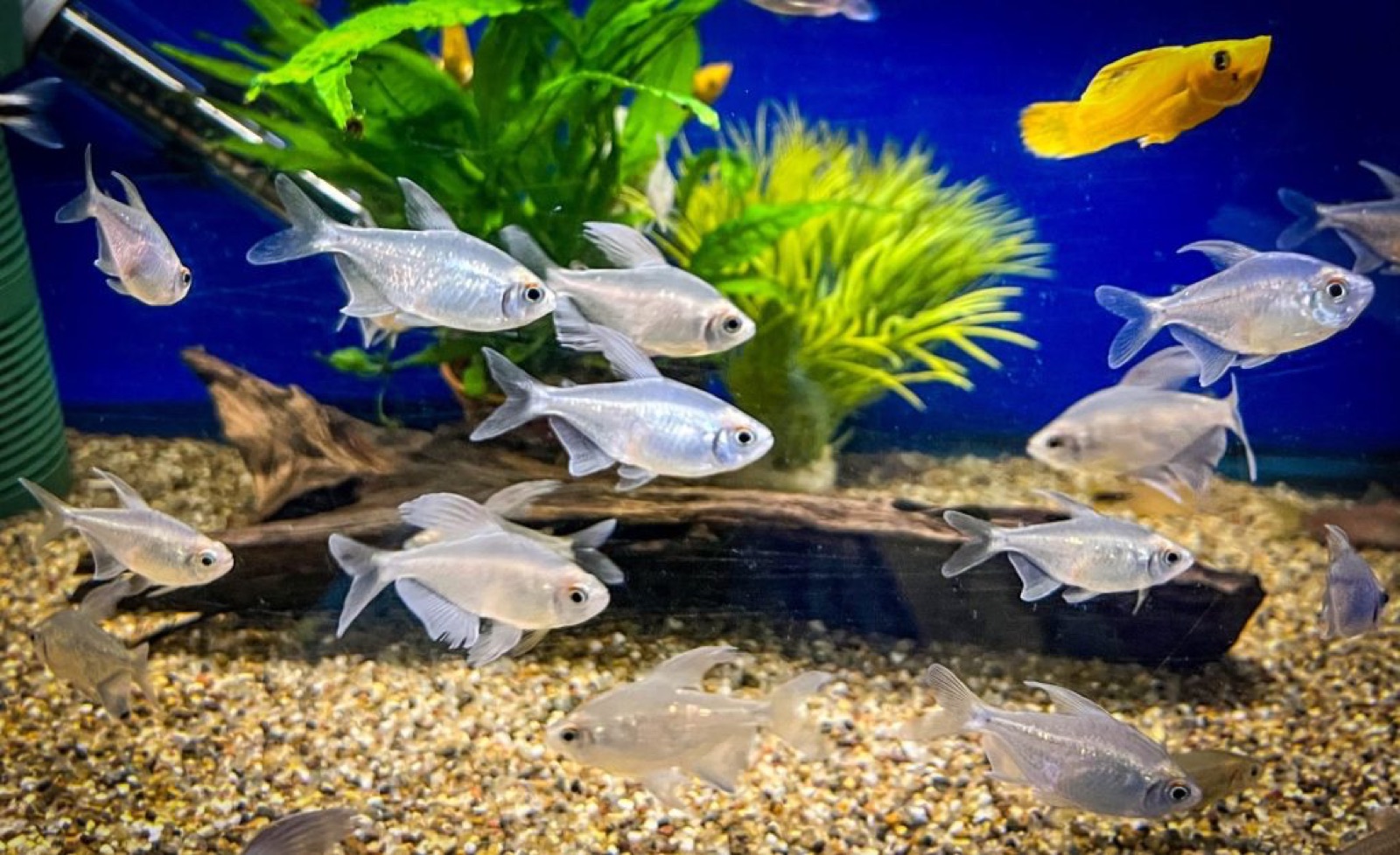 A brightly-lit planted aquarium at Grosvenor Tropicals, a shoal of silvery tetras among green plants and driftwood