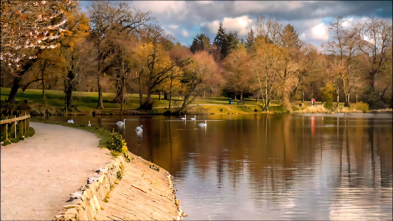Swans on Hillsborough Lake beside the stone-edged lakeside promenade, with parkland and trees along the far shore