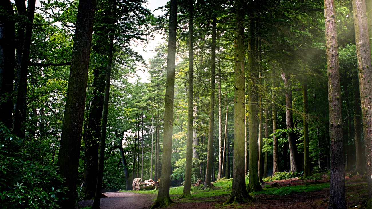 A path winding through tall pine and conifer woodland at Hillsborough Forest