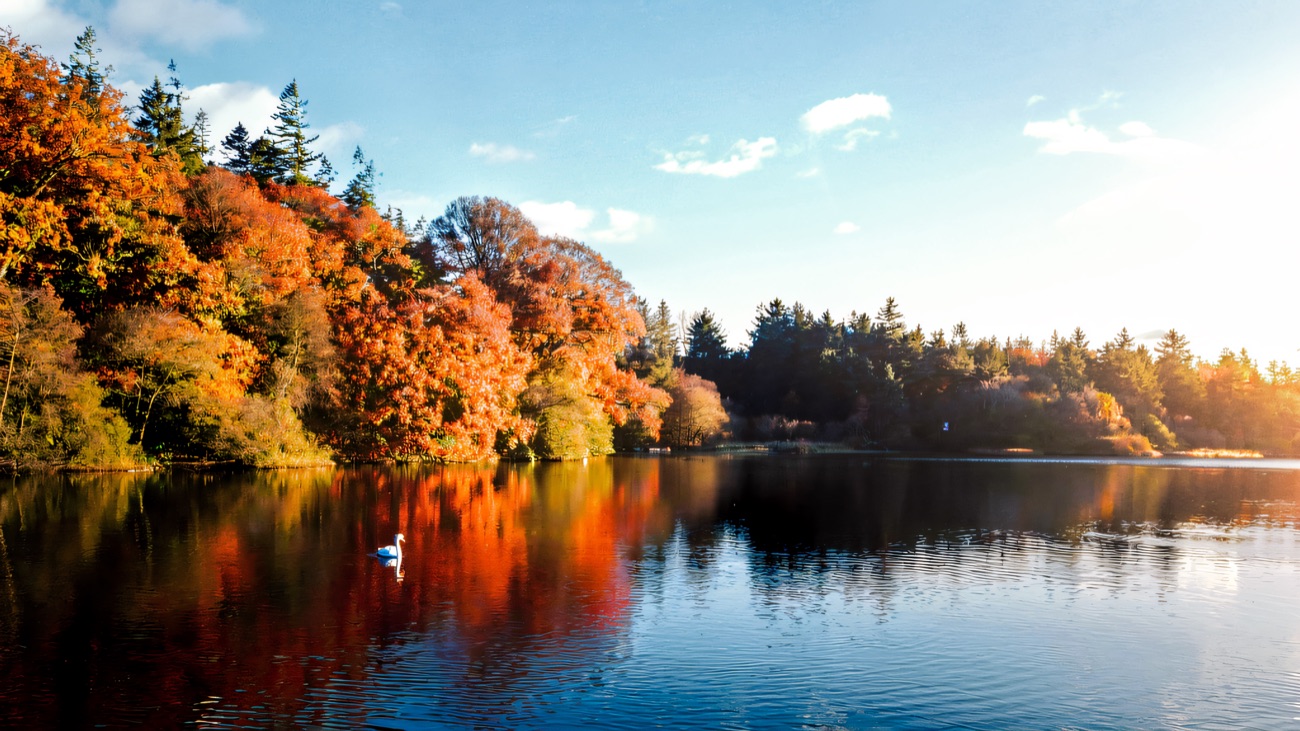 Autumn colour along the lake shore with a single swan on the water