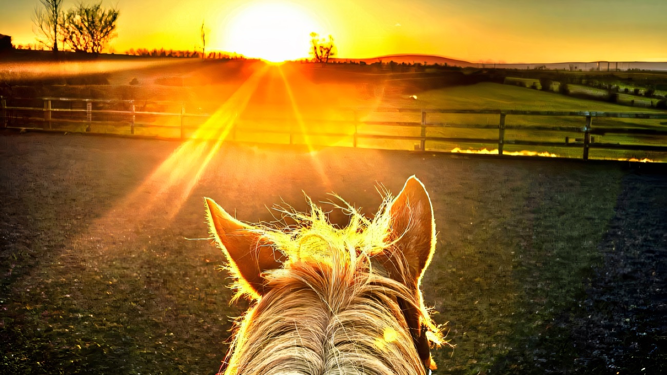Sunset over the fields, seen between a pony's ears