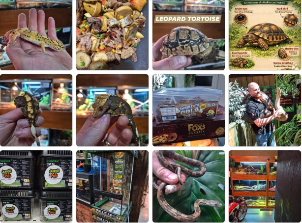 Reptiles at Jungle Pets — snakes, tortoises, lizards and other exotics