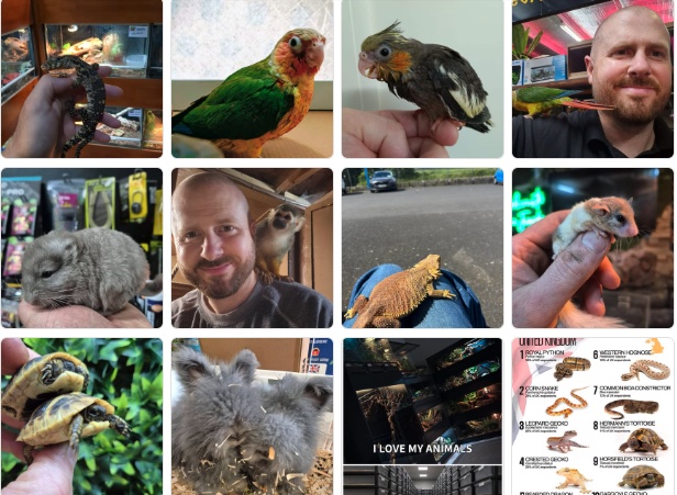 A selection of the animals at Jungle Pets — parrots, reptiles, a meerkat and small pets, showing the huge range under one roof