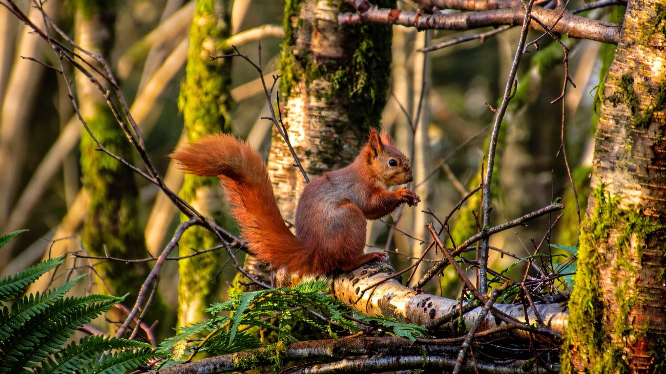 A red squirrel perched on a mossy log in the Kilbroney oakwood, its bushy tail curled up behind.
