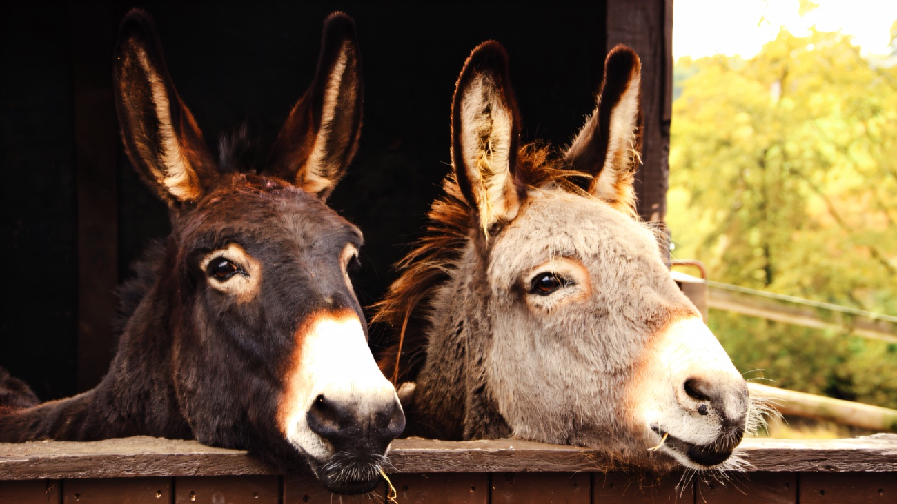 Two donkeys looking over a stable door