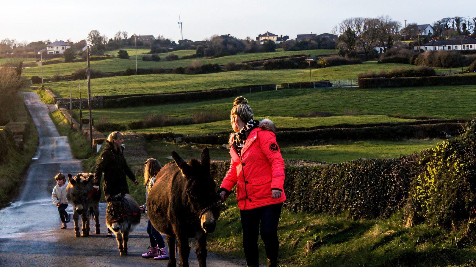 A family leading donkeys along a quiet country lane through the rolling green drumlins near Ballynahinch