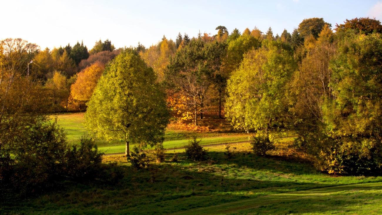 Parkland trees turning gold and amber against the wooded slopes on an autumn afternoon.