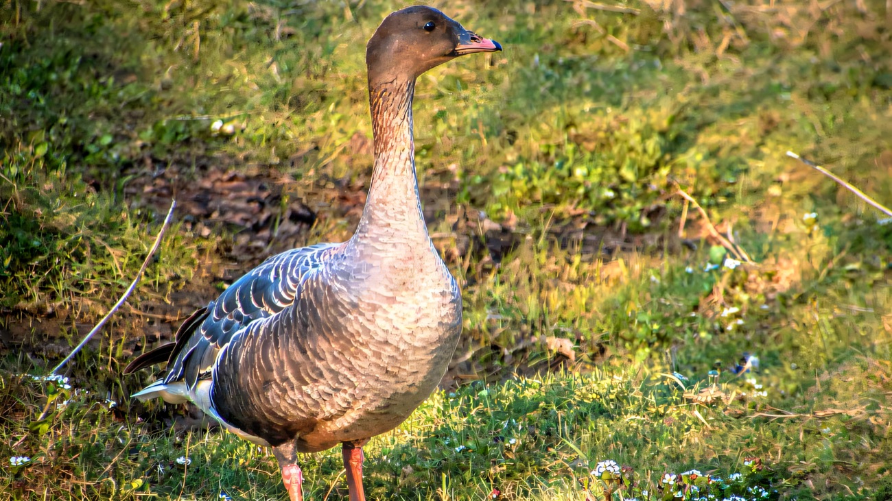 A pink-footed goose on the shore grass, one of the wildfowl that gather on the lough.